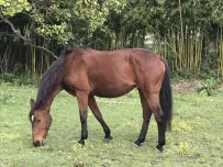 Domaine equestre du PAys bellemois (2)_xeb Domaine equestre du PAys bellemois (10)_xeb