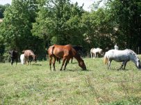Domaine equestre pays bellemois (1)_1