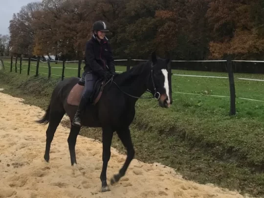 Training on the PAys Bellemois equestrian estate_xeb