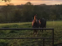 domiane equestre bellemois_xeb domiane equestre bellemois_xeb